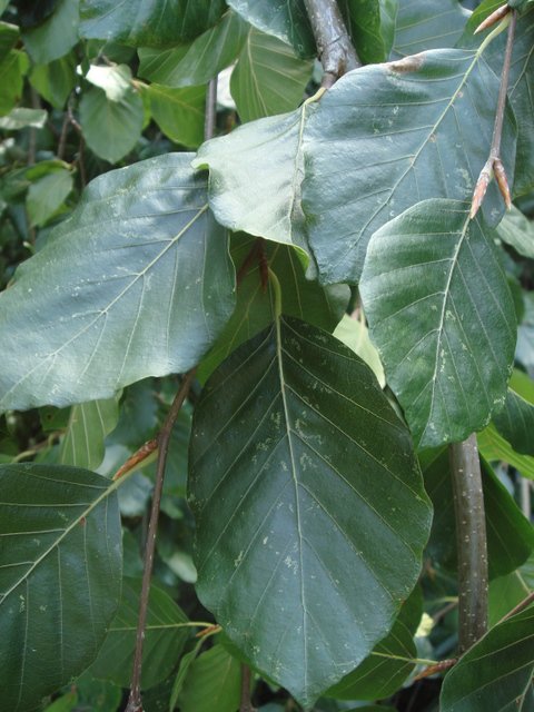 Fagus sylvatica pendula feuille